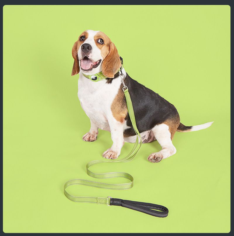 Hund mit ZISANO Dog Halsband und Leine